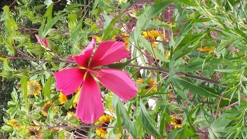 Hibiscus spp plantplacesimage20150531_145041.jpg