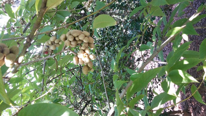 Magnolia x alba plantplacesimage20150531_163914.jpg
