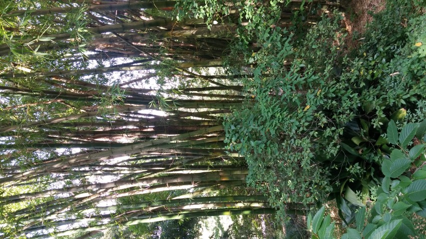 Bambusa vulgaris plantplacesimage20150531_164723.jpg