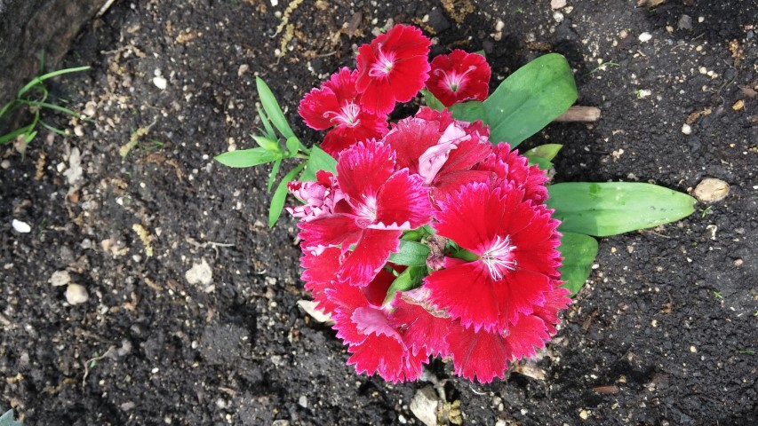 Dianthus sp. plantplacesimage20150605_131508.jpg