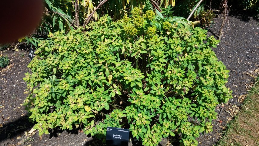 Euphorbia fragifera plantplacesimage20150704_154121.jpg