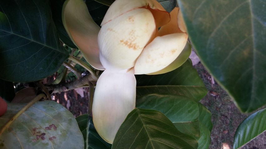Magnolia delavayi plantplacesimage20150704_161005.jpg