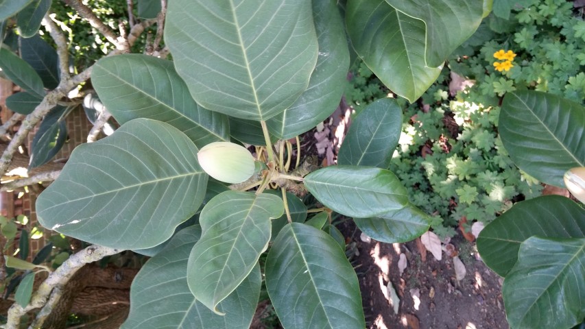 Magnolia delavayi plantplacesimage20150704_161017.jpg