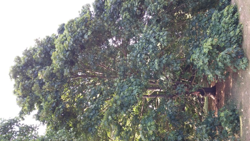 Acer macrophyllum plantplacesimage20150704_171143.jpg