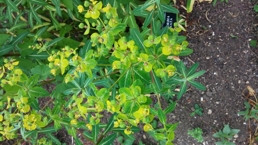 Euphorbia cognata plantplacesimage20150705_123006.jpg