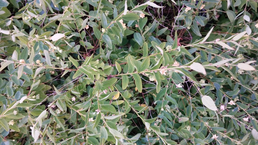 Euphorbia corrolata plantplacesimage20150705_123214.jpg