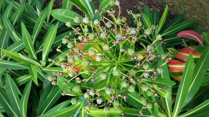 Euphorbia x pasteurii plantplacesimage20150705_123350.jpg