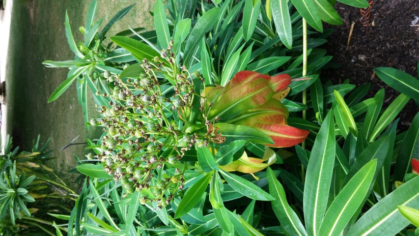 Euphorbia x pasteurii plantplacesimage20150705_123404.jpg