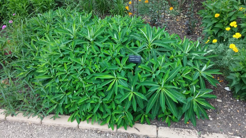Euphorbia x pasteurii plantplacesimage20150705_133819.jpg