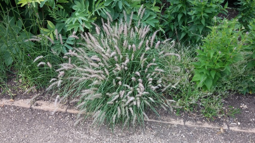 Pennisetum orientale plantplacesimage20150705_134007.jpg