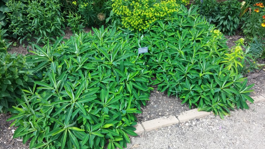 Euphorbia x pasteurii plantplacesimage20150705_134035.jpg