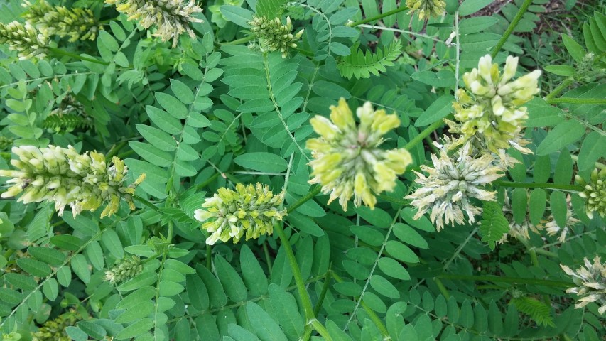 Onobrychis viciifolia plantplacesimage20150705_140608.jpg