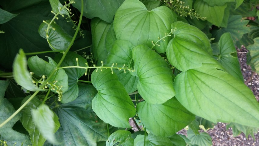 Dioscorea batatas plantplacesimage20150705_143406.jpg
