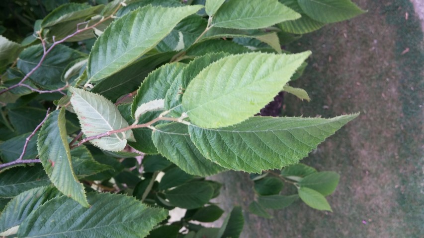 Ostrya japonica plantplacesimage20150705_160738.jpg