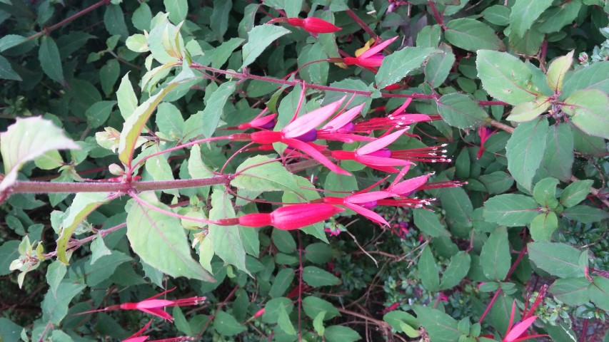 Fuchsia microphylla plantplacesimage20150707_154447.jpg