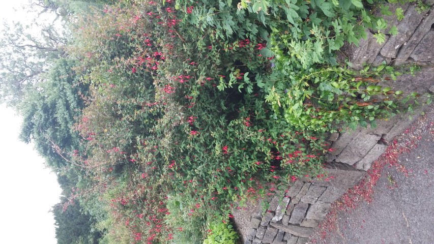 Fuchsia microphylla plantplacesimage20150707_154454.jpg