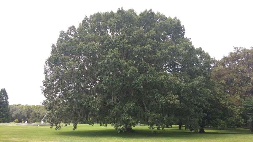 Quercus michauxii plantplacesimage20150808_143416.jpg