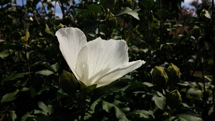 Hibiscus syriacus plantplacesimage20150808_150019.jpg