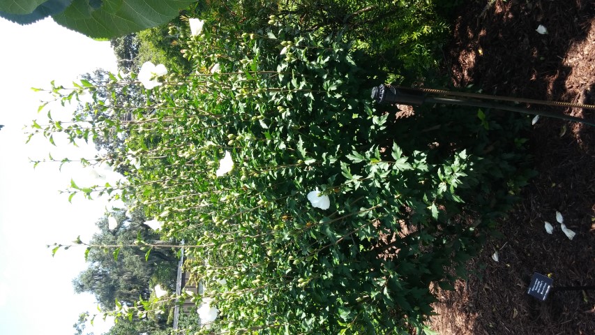 Hibiscus syriacus plantplacesimage20150808_150053.jpg