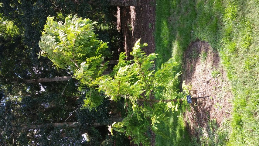 Metasequoia glyptostroboides plantplacesimage20150808_163520.jpg