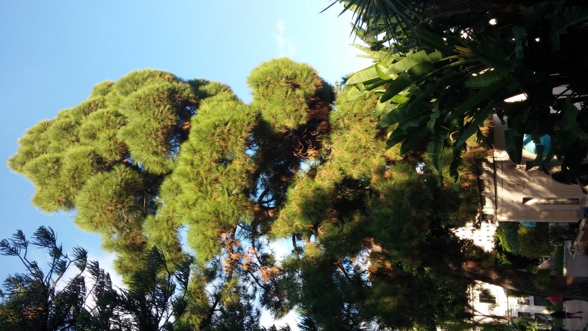 Pinus canariensis plantplacesimage20151011_162145.jpg