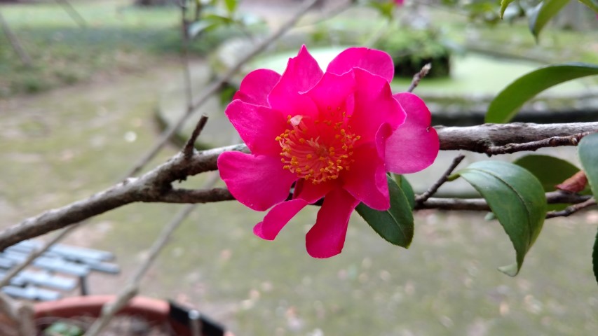 Camellia sasanqua plantplacesimage20160123_132631.jpg