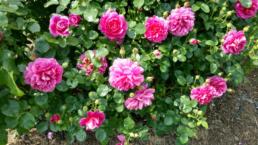 Rosa spp. plantplacesimage20160605_142139.jpg