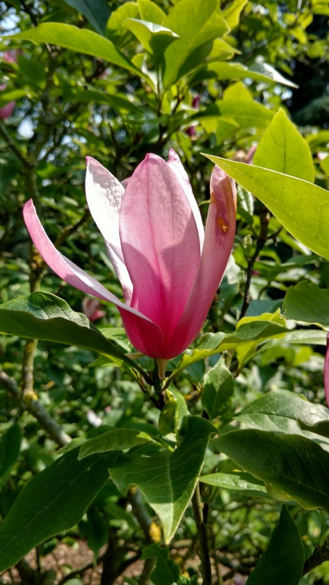 Magnolia quinquepeta plantplacesimage20160605_145203.jpg