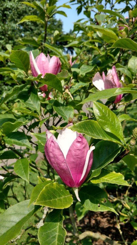 Magnolia quinquepeta plantplacesimage20160605_145217.jpg