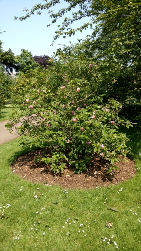 Magnolia quinquepeta plantplacesimage20160605_145227.jpg