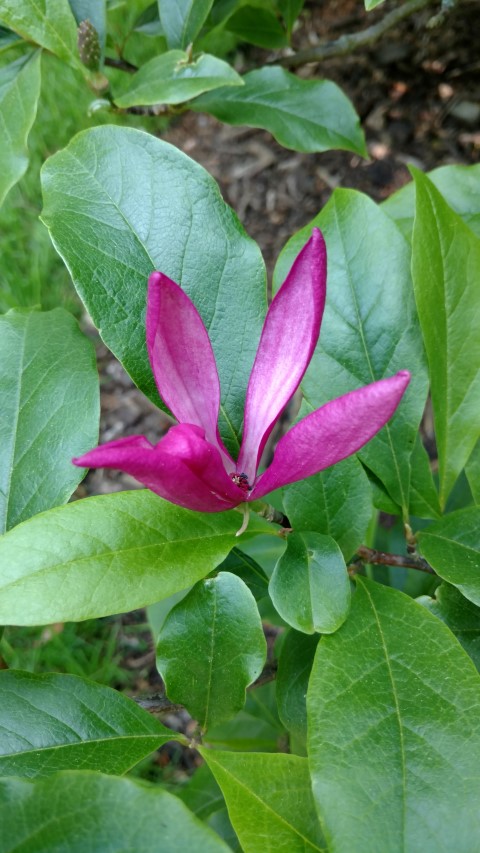 Magnolia stellata plantplacesimage20160605_145345.jpg