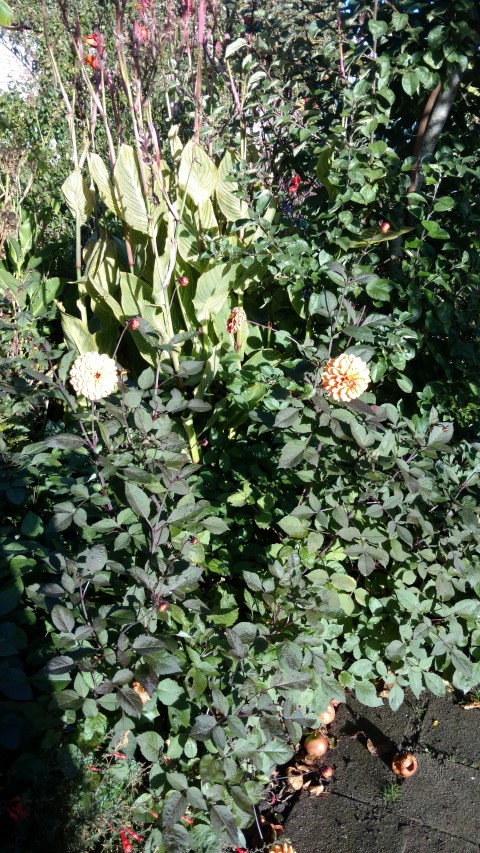 Dahlia hybrid plantplacesimage20161015_163752.jpg