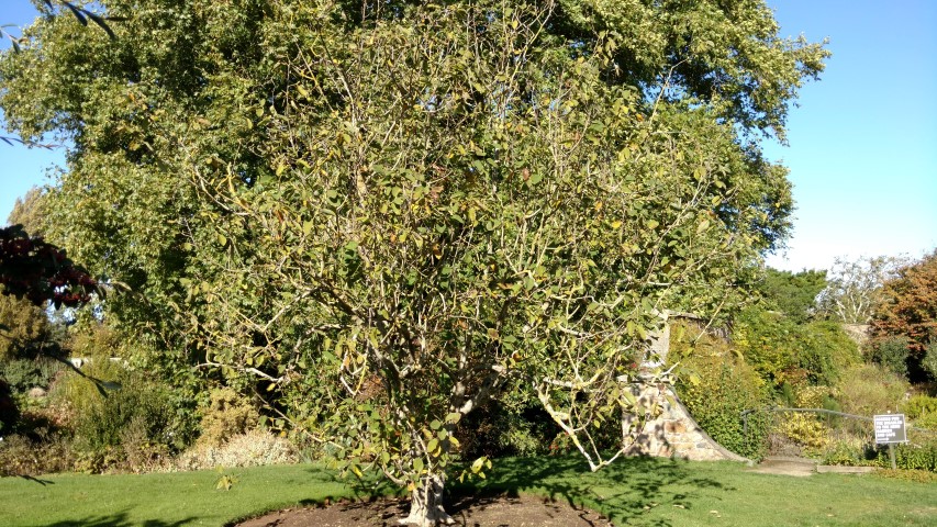 Magnolia campbelii plantplacesimage20161016_123743.jpg