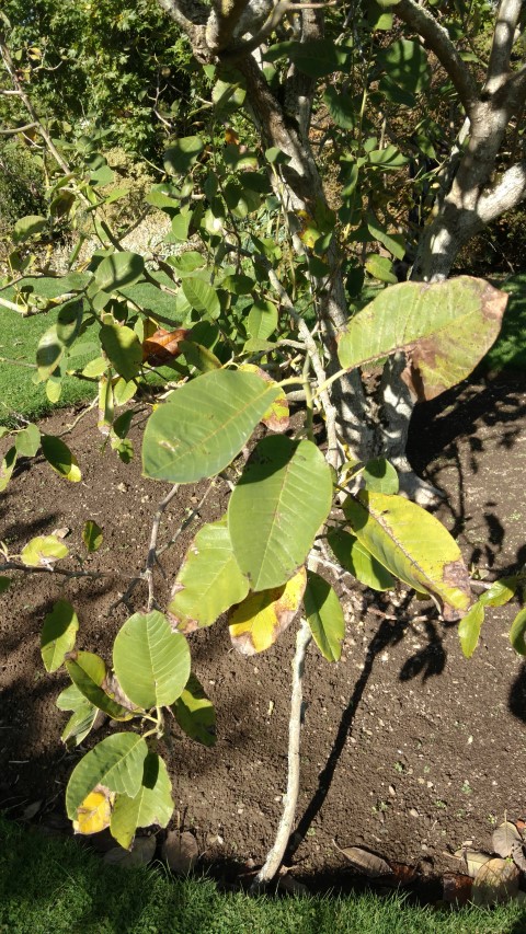 Magnolia campbelii plantplacesimage20161016_123755.jpg