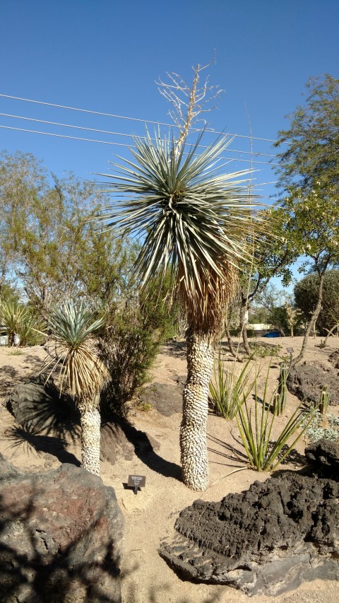 Yucca rigida plantplacesimage20161106_111418.jpg