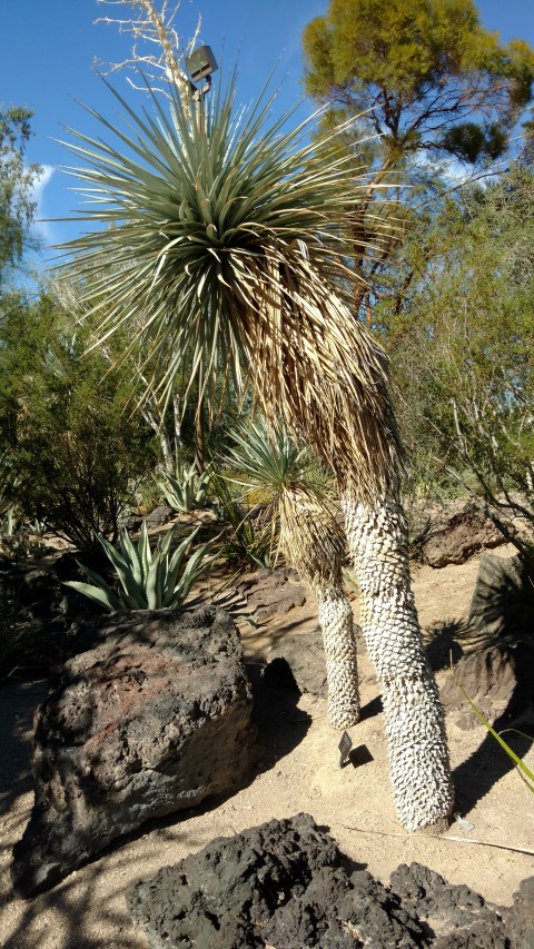 Yucca rigida plantplacesimage20161106_111433.jpg