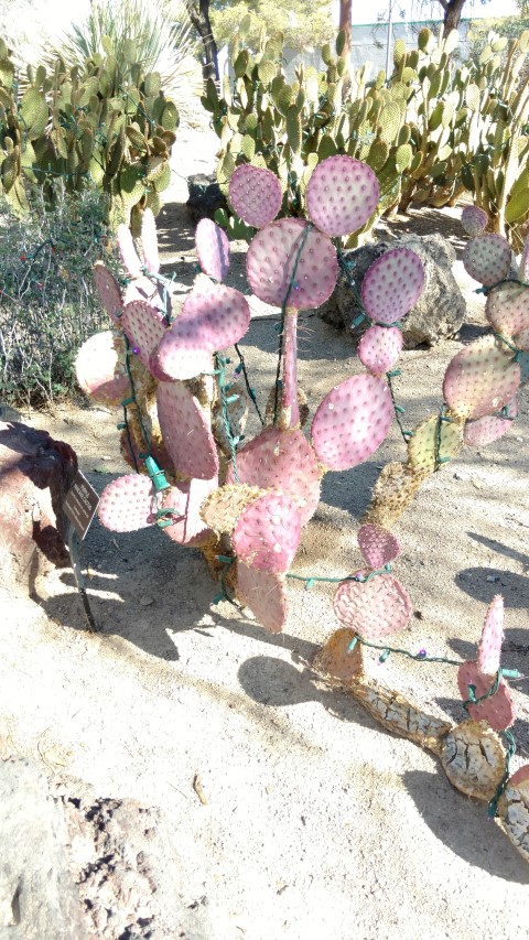 Optunia violaceae plantplacesimage20161106_113051.jpg