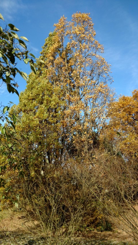 Quercus robur plantplacesimage20161120_124138.jpg