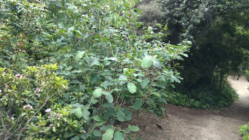 Magnolia sinensia plantplacesimage20161213_105842.jpg