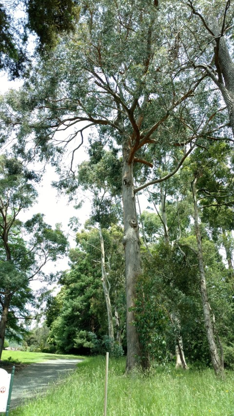 Eucalyptus obliqua plantplacesimage20161213_131422.jpg