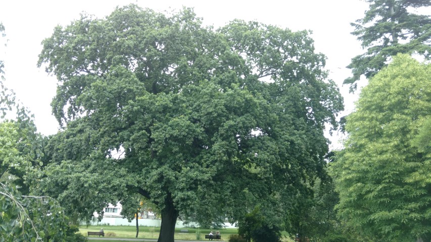 Quercus robur plantplacesimage20161214_123458.jpg
