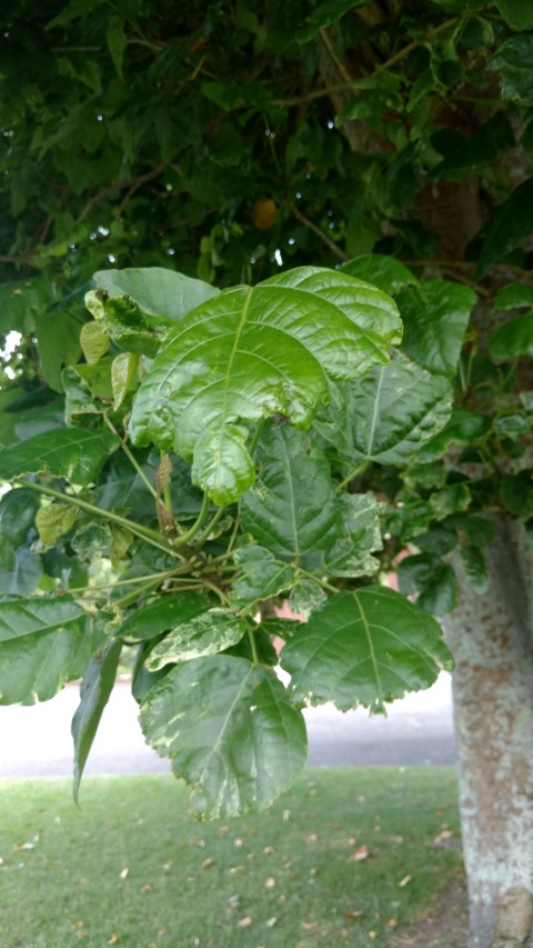 Erythrina indica plantplacesimage20161218_131640.jpg