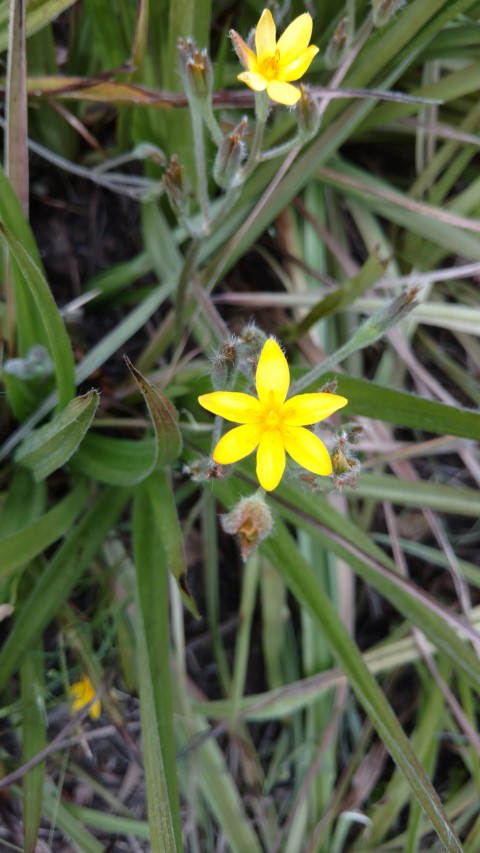 Hypoxis rooperi plantplacesimage20161223_111747.jpg