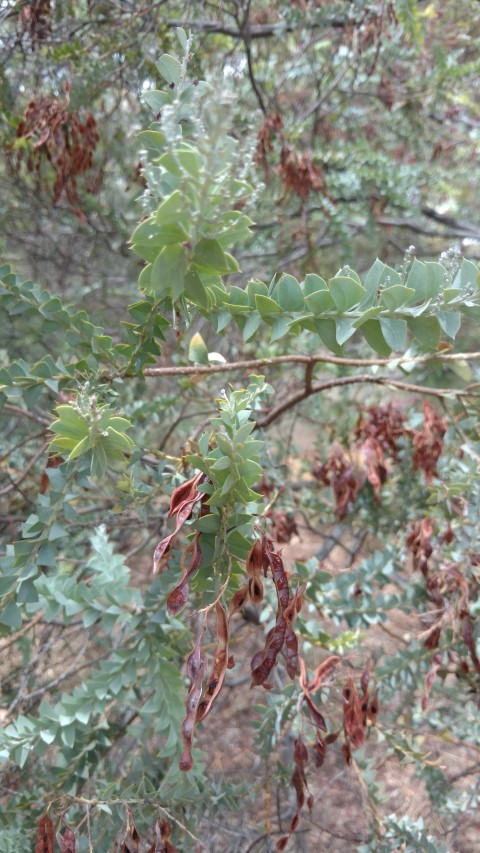 Acacia cultriformis plantplacesimage20161223_125514.jpg