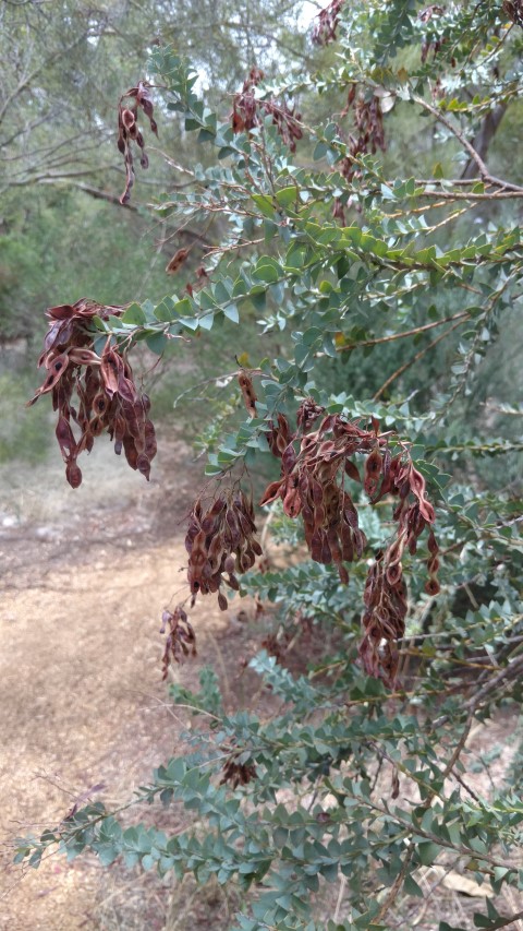 Acacia cultriformis plantplacesimage20161223_125532.jpg