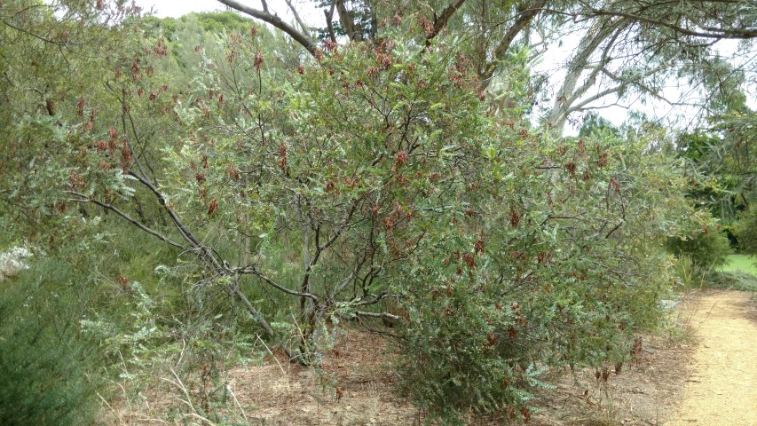Acacia cultriformis plantplacesimage20161223_125544.jpg