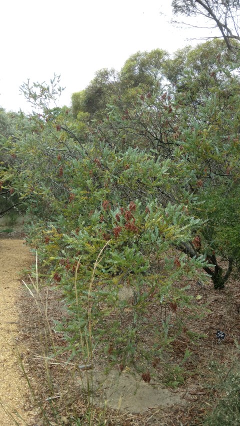 Acacia cultriformis plantplacesimage20161223_125604.jpg