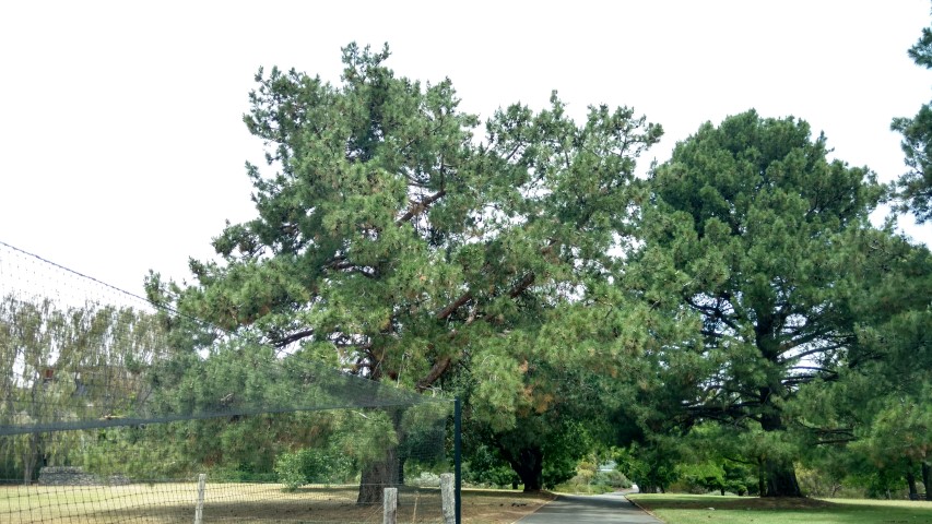 Pinus brutia plantplacesimage20161223_143134.jpg