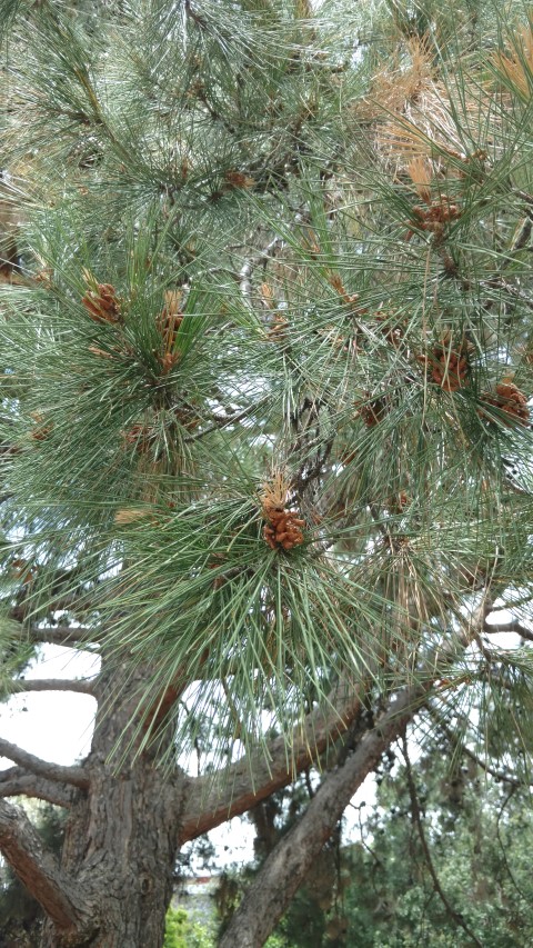 Pinus brutia plantplacesimage20161223_143201.jpg
