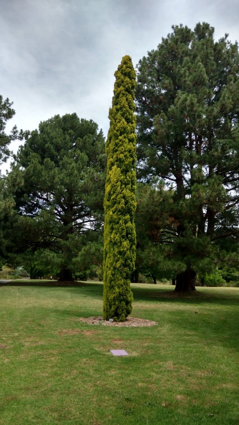 Cupressus sempervirens plantplacesimage20161223_143257.jpg